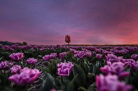 champ de tulipes sur Tara Kiers