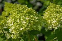 gros plan sur les fleurs d'un hortensia blanc et vert