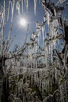 Fruitbomen bedekt met een laag ijs tegen vorst in de lente