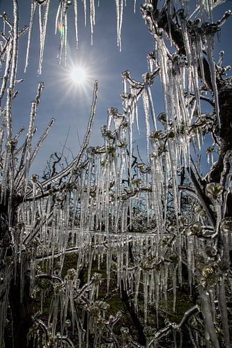 Fruitbomen bedekt met een laag ijs tegen vorst in de lente