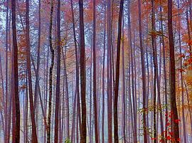 Descendants (Descendants with re-colours) by Caroline Lichthart