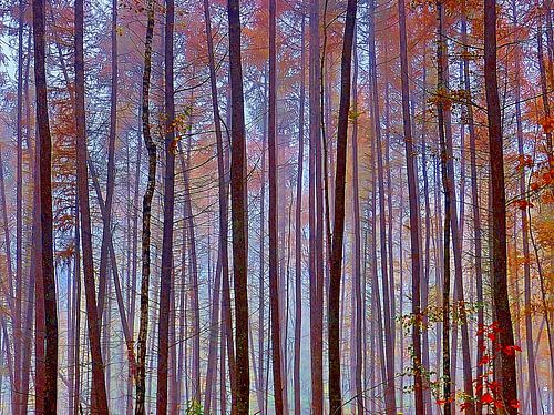 Descendants (Descendants with re-colours)