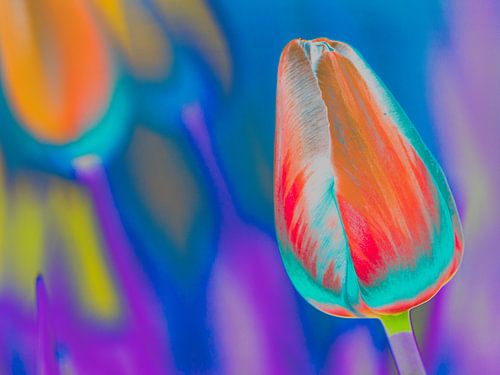 tulipe pop art