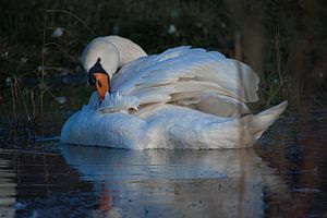 Schwan pflegt sein Gefieder