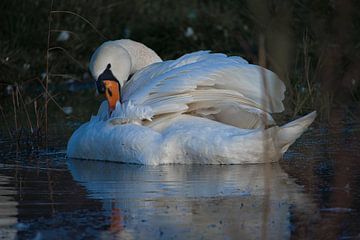 Schwan pflegt sein Gefieder von Joran Quinten