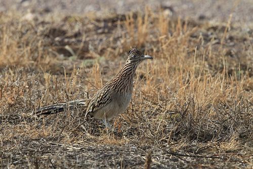 roadrunner" wegkoekoek (Geococcyx californianus), ook grote koekoek of grondkoekoek Nieuw-M