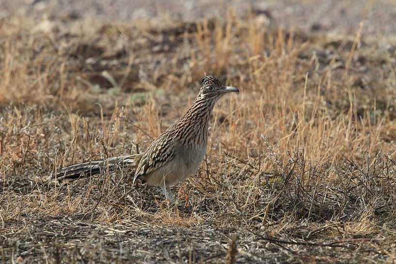 roadrunner&quot; wegkoekoek (Geococcyx californianus), ook grote koekoek of grondkoekoek Nieuw-M van Frank Fichtmüller