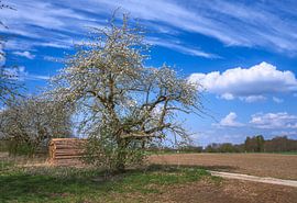 Landscape in Bavaria with a flowering tree in springtime by ManfredFotos