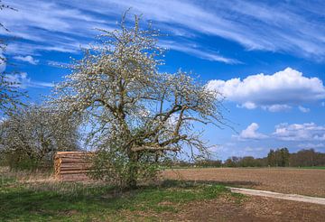 Landschap in Beieren met een bloeiende boom in de lente