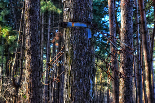 Monastery Forest