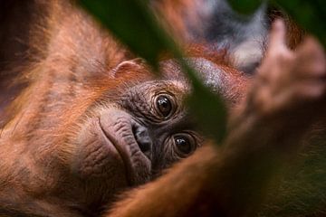 Junger Orang-Utan im Dschungel von Bukit Lawang, Sumatra, Indonesien von Martijn Smeets
