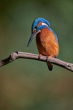 Kingfisher by Kingfisher.photo - Corné van Oosterhout