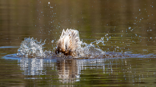 Mallard Female Splashing Water dynamic shot