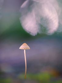 Petit champignon fin dans la lumière du soir : Helmling avec bokeh sur Horst Husheer