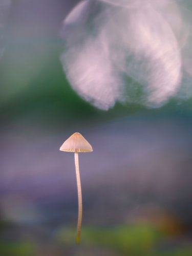 Fijne, kleine paddenstoel in het avondlicht: helminth met bokeh