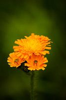 Orangefarbene Blume