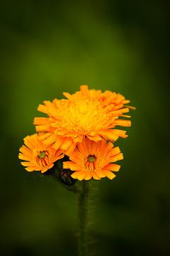 Oranje bloem van Nienke Boon