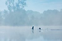Geese take off above the Drentsche Aa on a beautiful late summer morning. There is a beautiful mist 