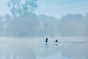 Geese take off above the Drentsche Aa on a beautiful late summer morning. There is a beautiful mist  by Bas Meelker