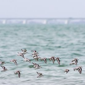 Vlucht strandvogels van Irene Nicaise