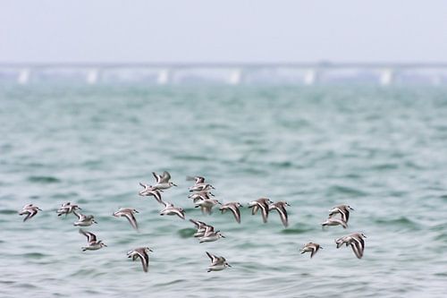 Vlucht strandvogels