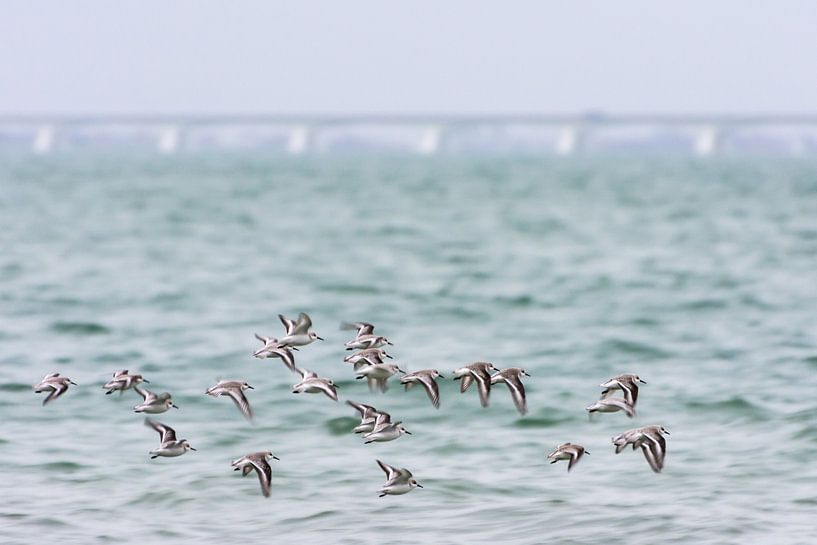 Vlucht strandvogels by Irene Nicaise