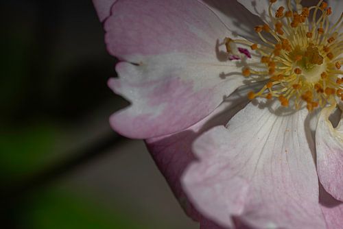 Pink petals detail