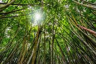 Großer Bambuswald von Ruurd Dankloff Miniaturansicht