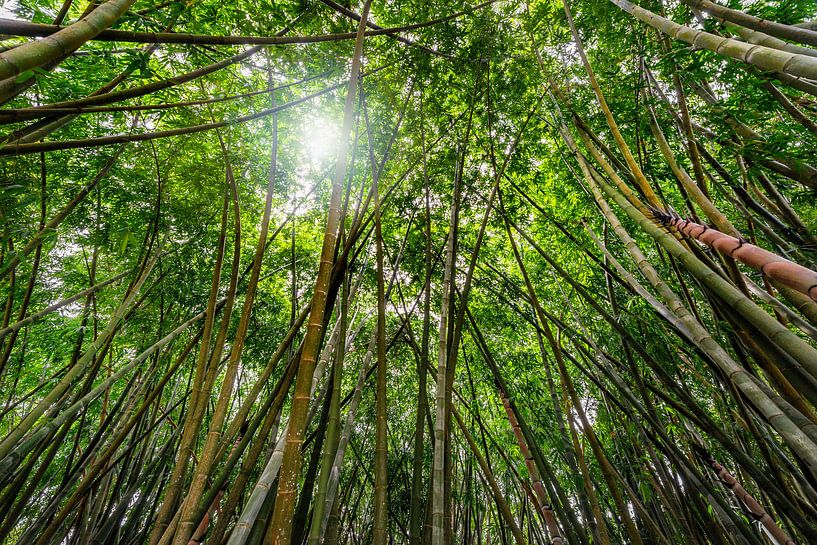 Großer Bambuswald von Ruurd Dankloff