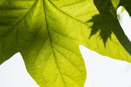 Feinadrig von Denis Feiner