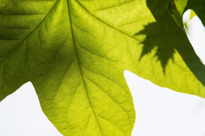 Fine-wire by Denis Feiner