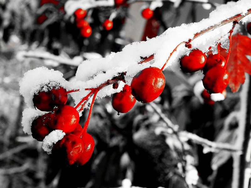 Winter is coming by Josef Rast Fotografie