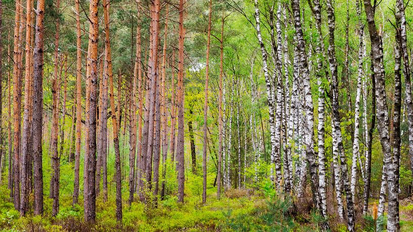 the separation in the forest by Henno Drop