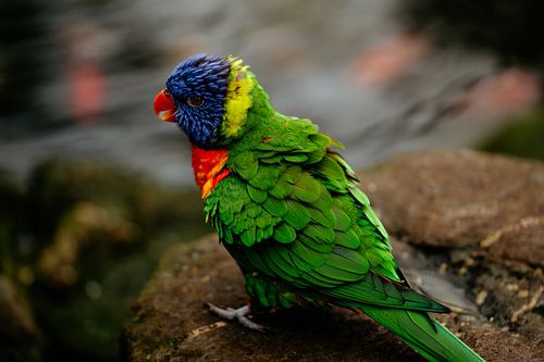 Regenboog vogel
