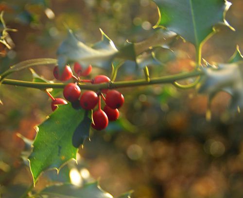 Hulst bessen in de herfst
