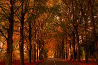 A fairytale forest under the autumn-colored trees by Jolanda de Jong-Jansen thumbnail