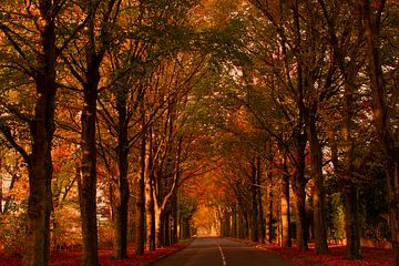 Une forêt de conte de fées sous les arbres aux couleurs d'automne sur Jolanda de Jong-Jansen