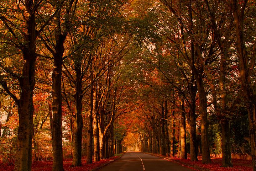 A fairytale forest under the autumn-colored trees by Jolanda de Jong-Jansen