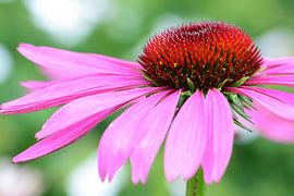 Mooie roze zonnehoed (bloem) sur Lisanne Bosch