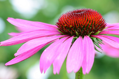 Mooie roze zonnehoed (bloem)