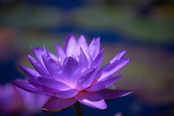 Purple water lily in close-up by Gevk - izuriphoto