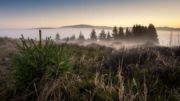 Vue matinale dans le Harz sur Steffen Henze