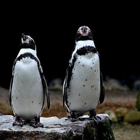 Samen op het Rotsplateau ( pinguins ) van Jose Lok
