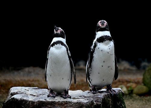 Together on the Rock Plateau ( penguins )