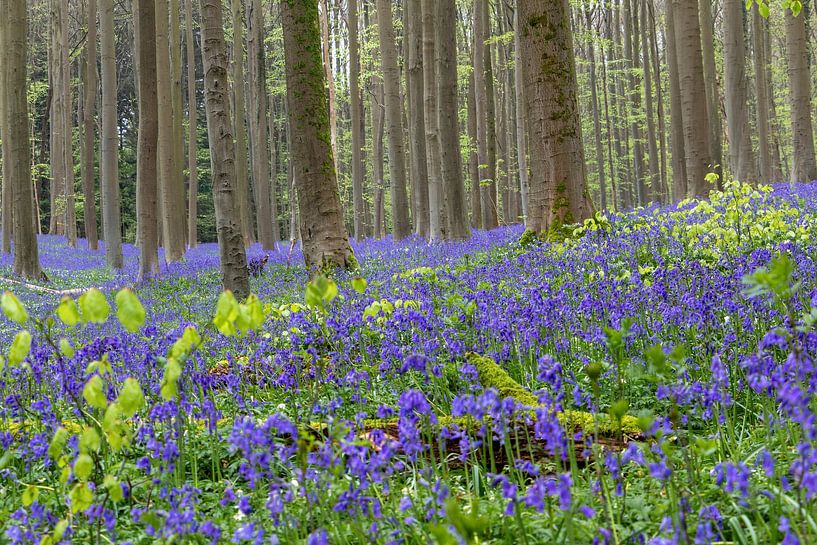 Waldhyazinthenfest Hallerbos von Daan Duvillier | Dsquared Photography