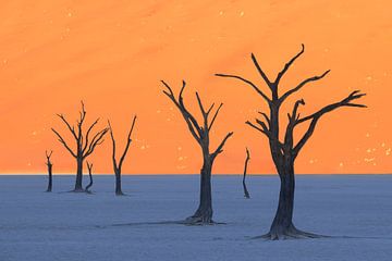 Deadvlei, Namibia in the morning sun by Ton van den Boogaard