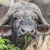 Un buffle en train de se nourrir au Tshukudu Game Lodge en Afrique du Sud sur Lizanne van Spanje
