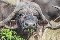 Een etende buffel in Tshukudu Game Lodge in Zuid-Afrika van Lizanne van Spanje thumbnail