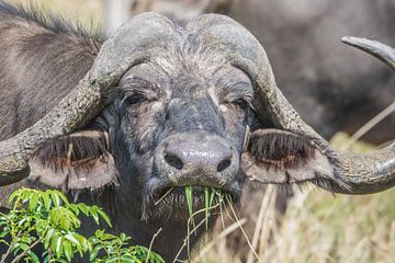 Een etende buffel in Tshukudu Game Lodge in Zuid-Afrika van Lizanne van Spanje