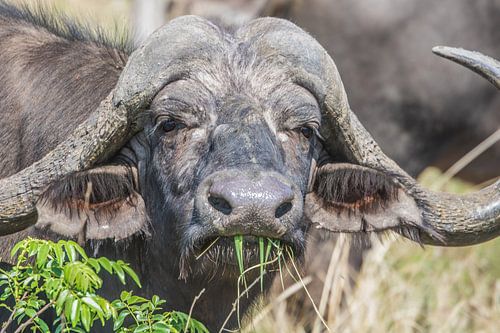 Een etende buffel in Tshukudu Game Lodge in Zuid-Afrika